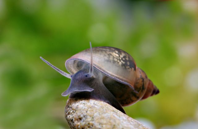 Bladder snail