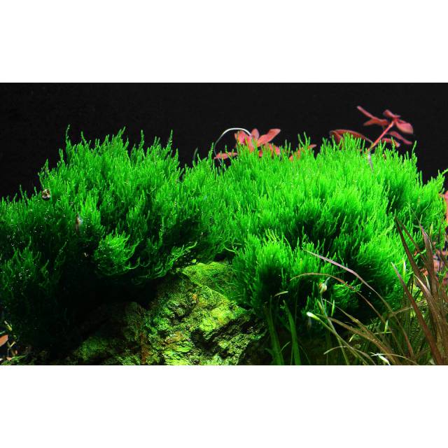 Taxiphyllum sp.