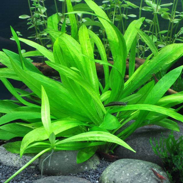 Helanthium bolivianum "Quadricostatus"