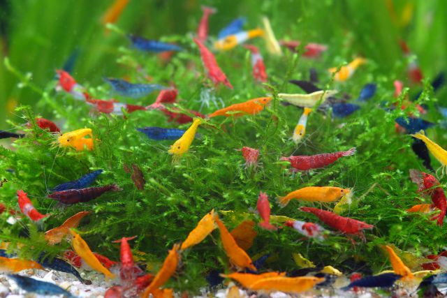 Colorful mix of Neocaridina davidi