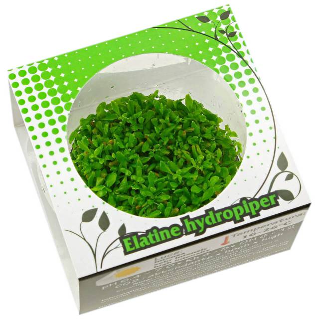 In Vitro-Pflanze