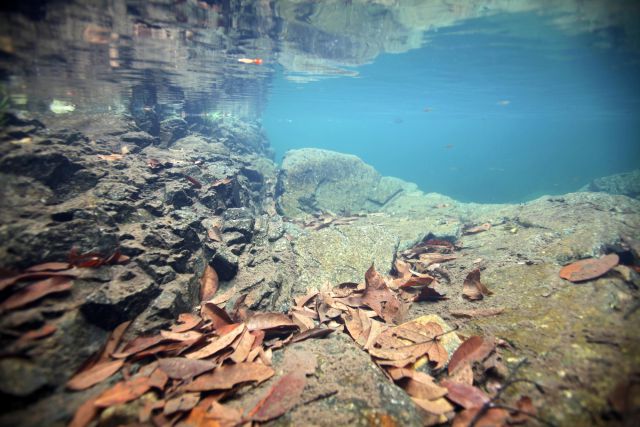 „Habitat von Caridina cantonensis“