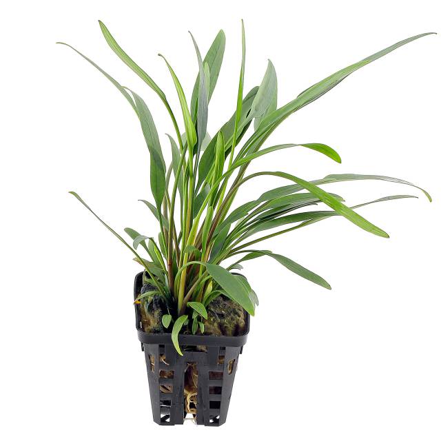 Cryptocoryne x willisii "Lucens"