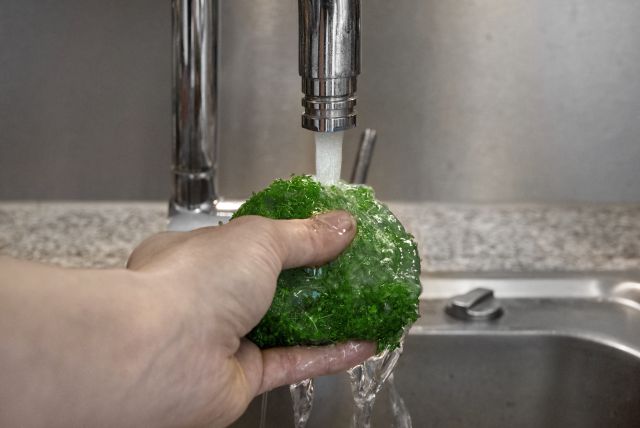 washing the in-vitro plant