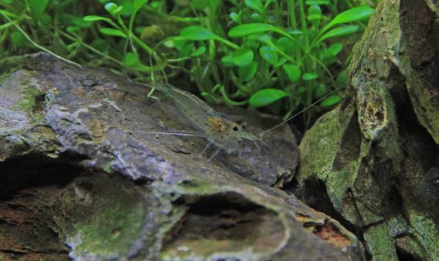 Amano Garnele