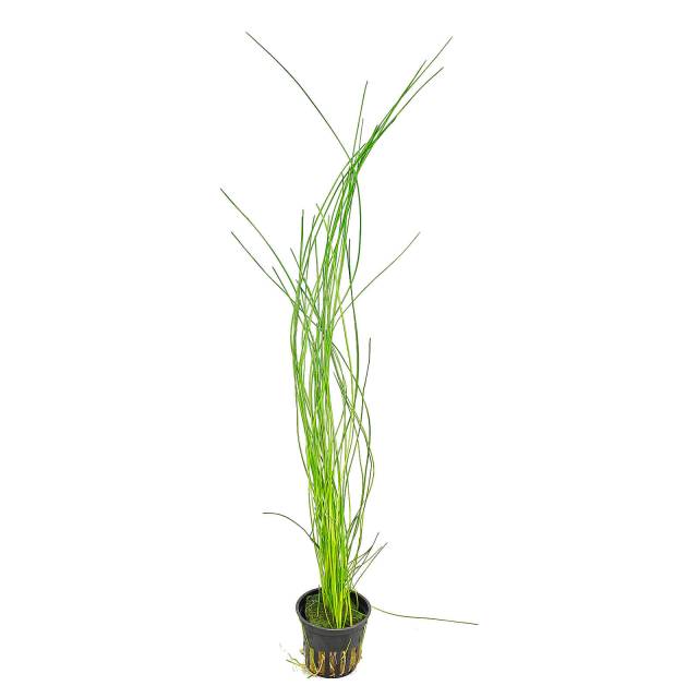 Eleocharis sp. "Montevidensis"