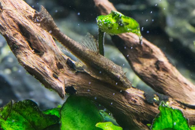 Suckermouth catfish