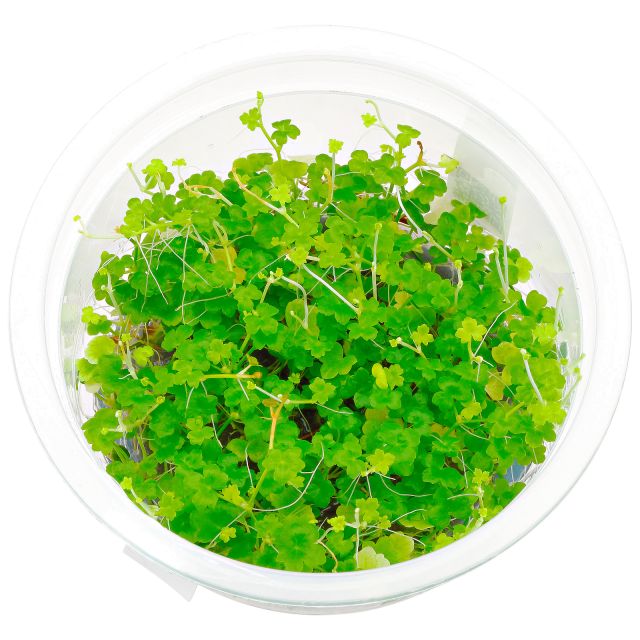 Hydrocotyle cf. tripartita "Mini"