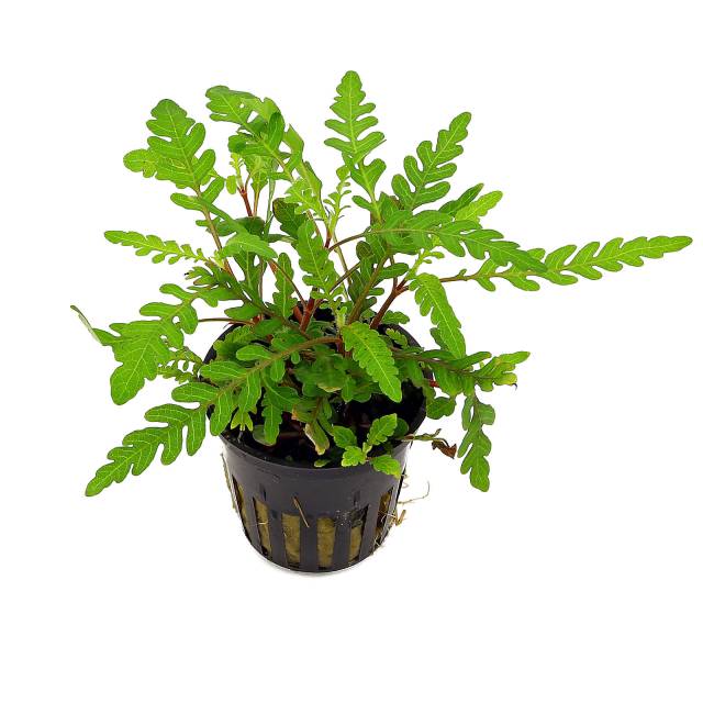 Hygrophila pinnatifida - emers