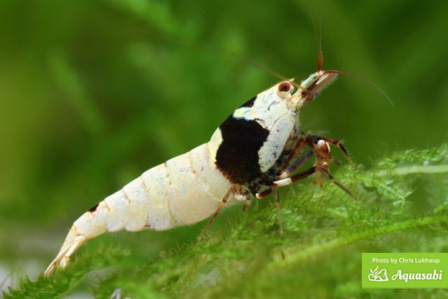 Bee shrimp (Caridina logemanni)