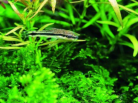 Otocinclus